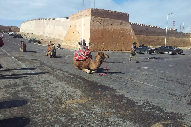 Agadir city tour and souk el had - The optional argan oil cooperative