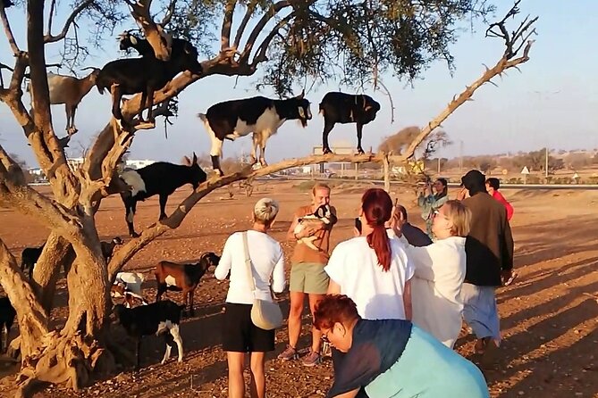 Agadir Tree‑Climbing Goats & Souk El Had Market Tour - Key points at a glance