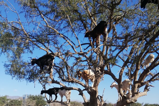 Agadir Tree‑Climbing Goats & Souk El Had Market Tour - Practical points before you book