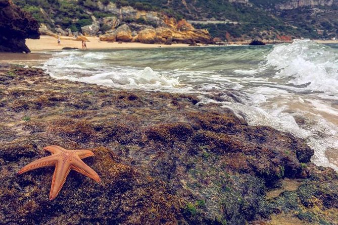 Arrábida Jeep Tour – Incredible Market & Hidden Gems - Pickup in Sesimbra, Palmela, or Setúbal