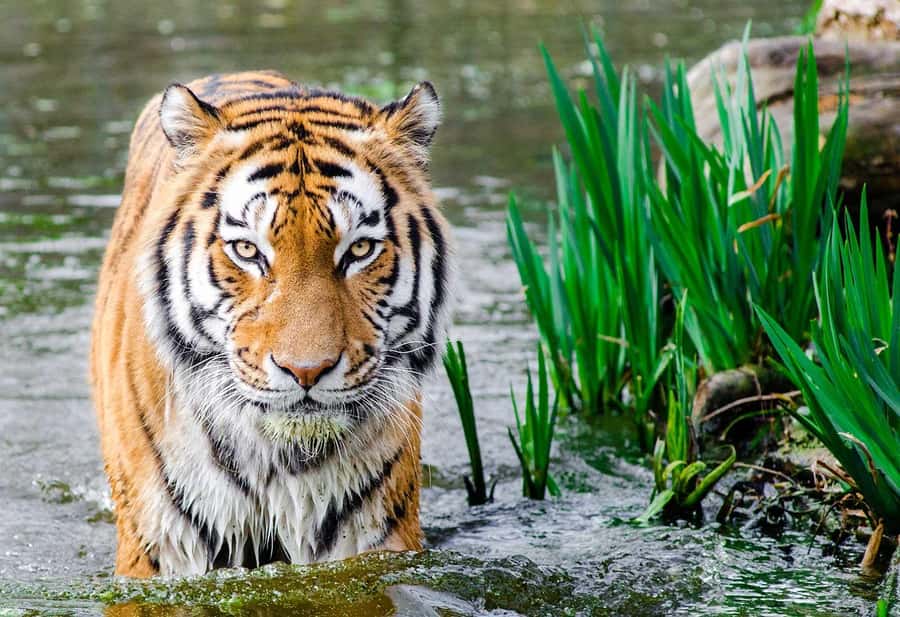 Bali: Safari Zoo and Ubud Palace and Market Day Tour - From safari bus to Ubud Palace