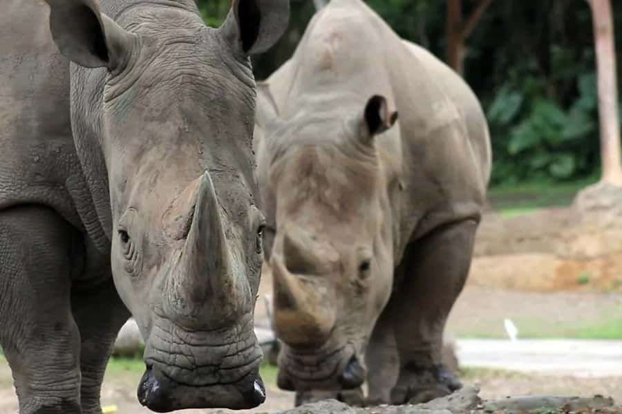 Bali: Safari Zoo and Ubud Palace and Market Day Tour - Three hours with Bali’s large animals