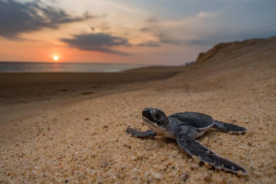 Bali: Turtle Conservation and Education Tour & Local Market - Key points at a glance