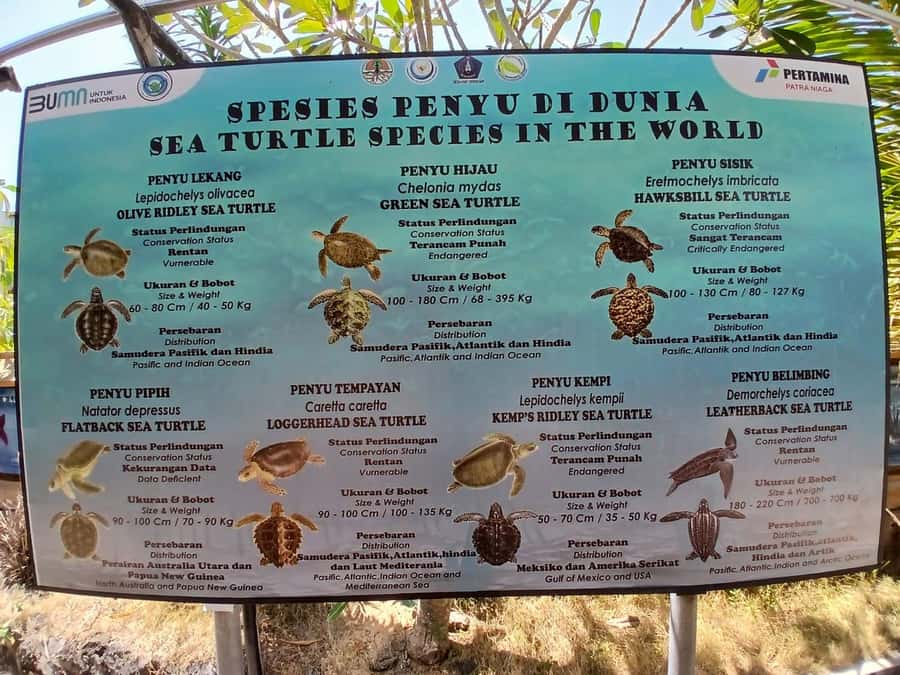 Bali: Turtle Conservation and Education Tour & Local Market - Badung Market: four floors of everyday Bali