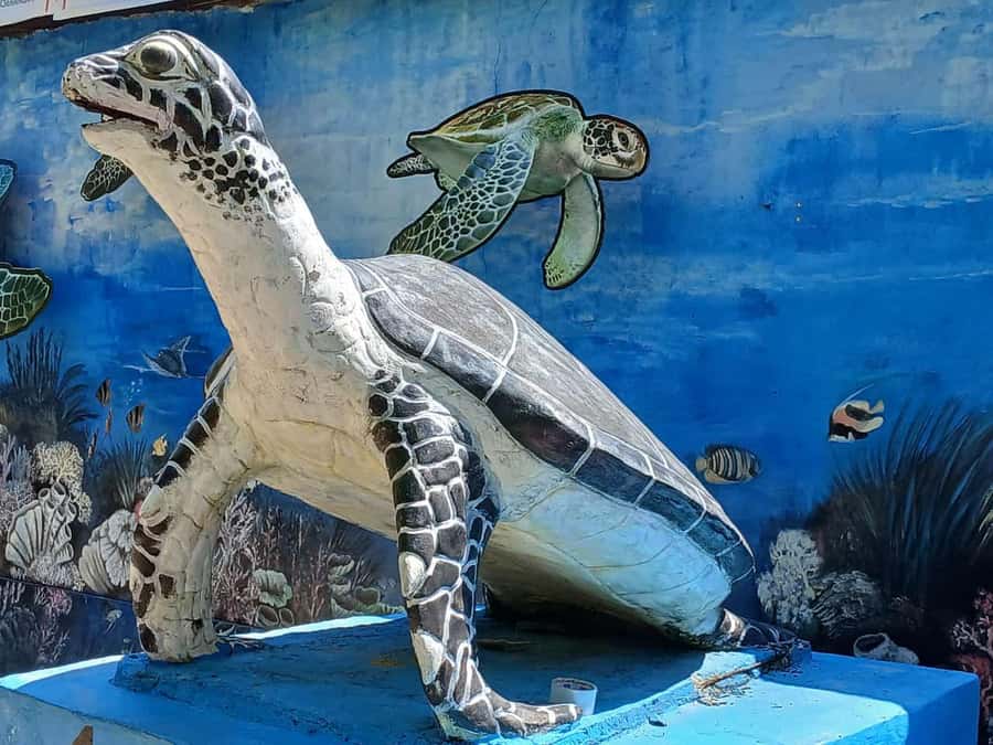 Bali: Turtle Conservation and Education Tour & Local Market - What makes a private car useful in Bali