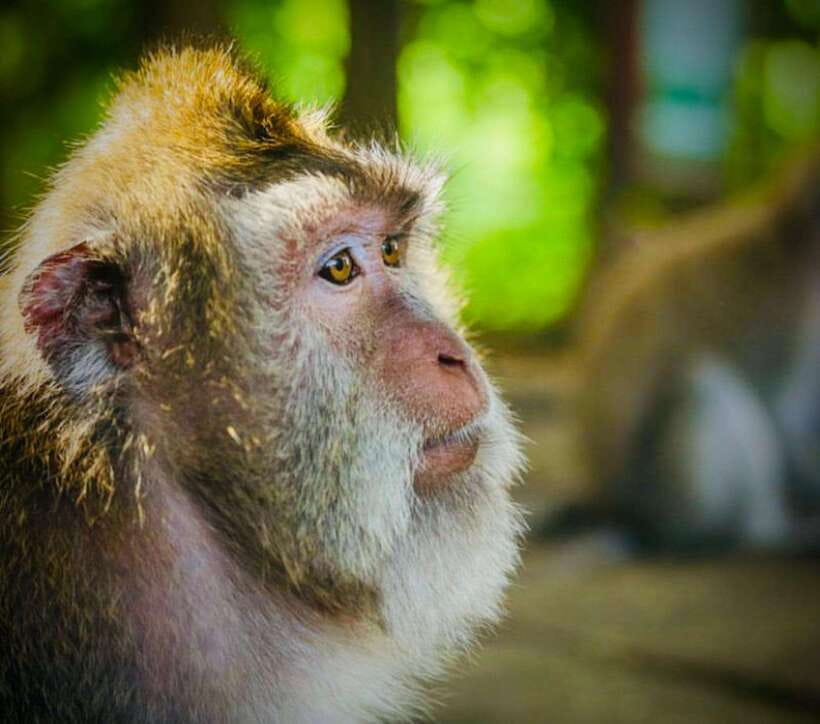 Bali: Ubud Monkey Forest, Coffee Plantation, and Market Tour - Monkey Forest: close encounters with Bali’s macaques