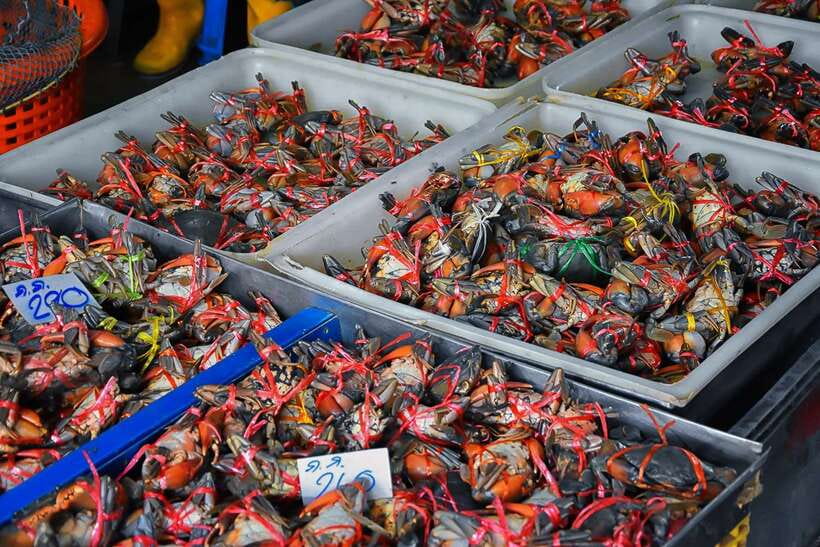 Bangkok: Damnoen Saduak Market and Maeklong Railway Market - Should you book this market tour?