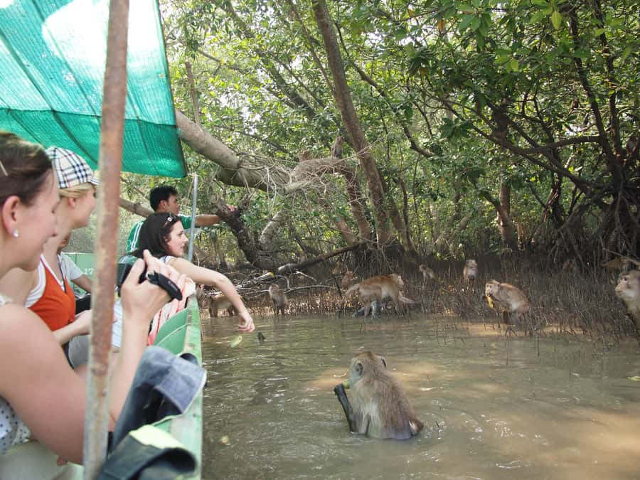 BKK :Meet monkey, mangrove forest, seafood& market -private - Key points at a glance
