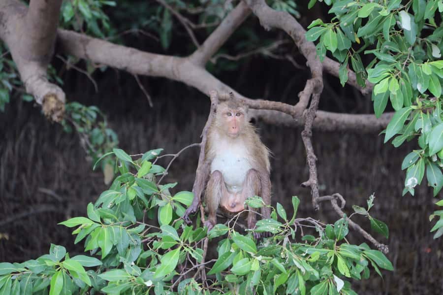 BKK :Meet monkey, mangrove forest, seafood& market -private - Who should book this day?