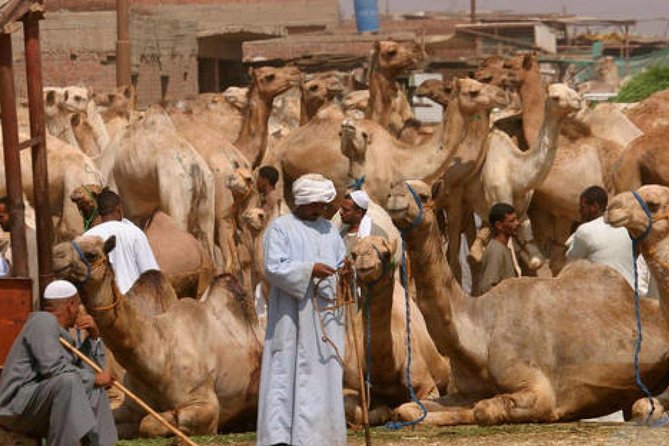 Cairo Unusual Day Tour Visit Camel Market in Birqash - Why Birqash feels so different from Cairo