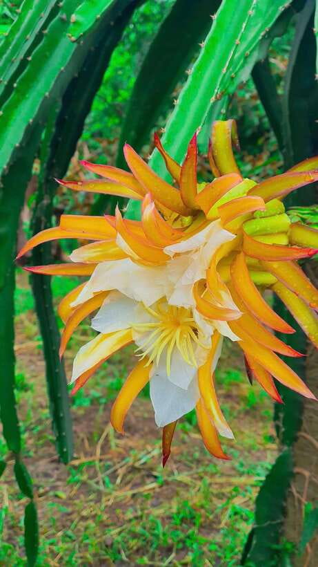 Can Tho: Authentic Mekong Delta – Real Local Life Tour. - Fruit, green tea, and stories in a garden hut