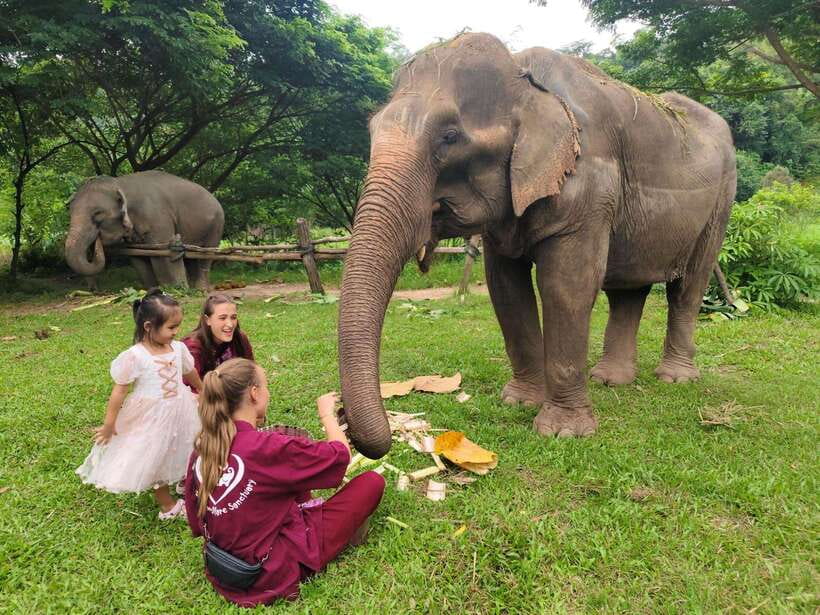 Chiang Mai: Elephants, Sticky Waterfalls, Market and Temple - Key points to know before you book