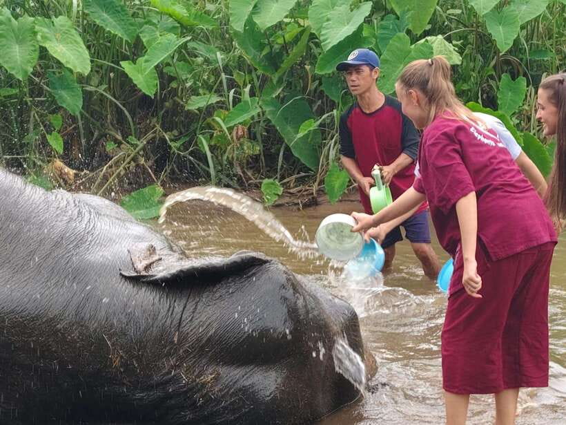 Chiang Mai: Elephants, Sticky Waterfalls, Market and Temple - Climbing Bua Thong Sticky Waterfalls