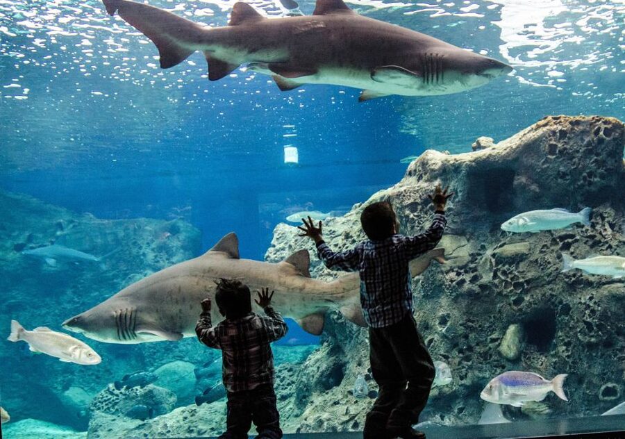 Crete: Heraklion Center, Local Market and Creta Aquarium - FAQ