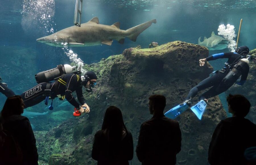 Crete: Heraklion Center, Local Market and Creta Aquarium - Cretaquarium: Sharks, Sea Turtles, and Jellyfish
