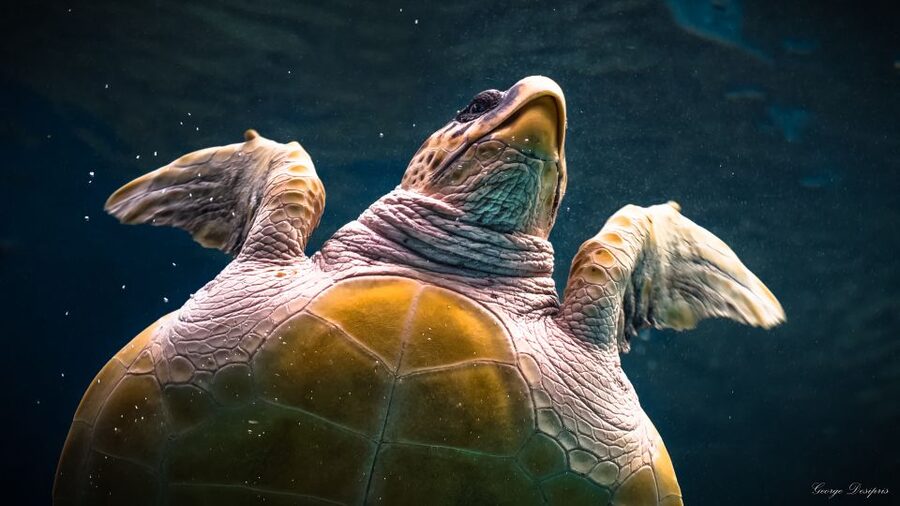 Crete: Heraklion Center, Local Market and Creta Aquarium - Should You Book the Heraklion and Aquarium Tour?