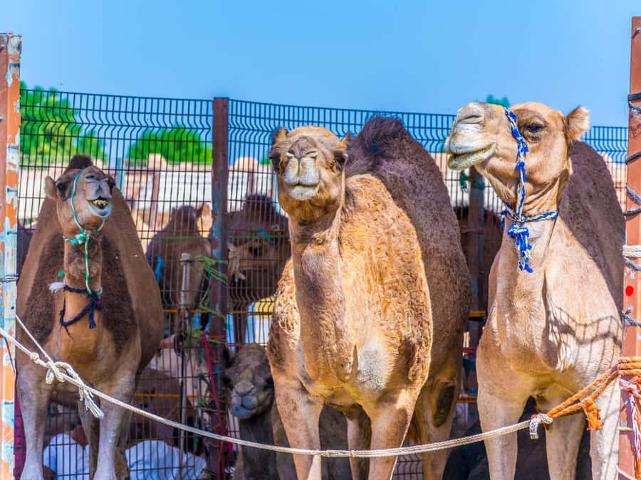 Dubai: Al Ain Oasis, Camel Market, Old Museum & Jebel Hafeet - Driving up Jebel Hafeet