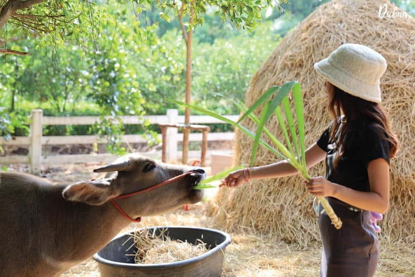 From Bangkok: Don Wai Market, Wat Samphran & Lotus Café Tour - Should you book it?