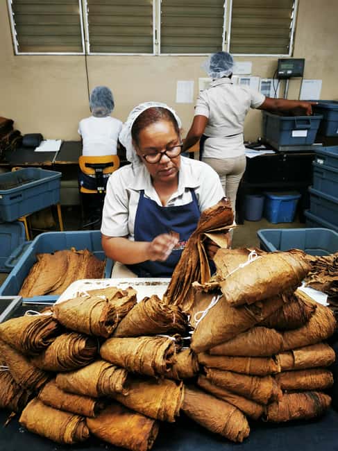 From Puerto Plata Priv: Cocoa, Coffee, Cigars & Local Market - La Aurora and the craft of cigar making
