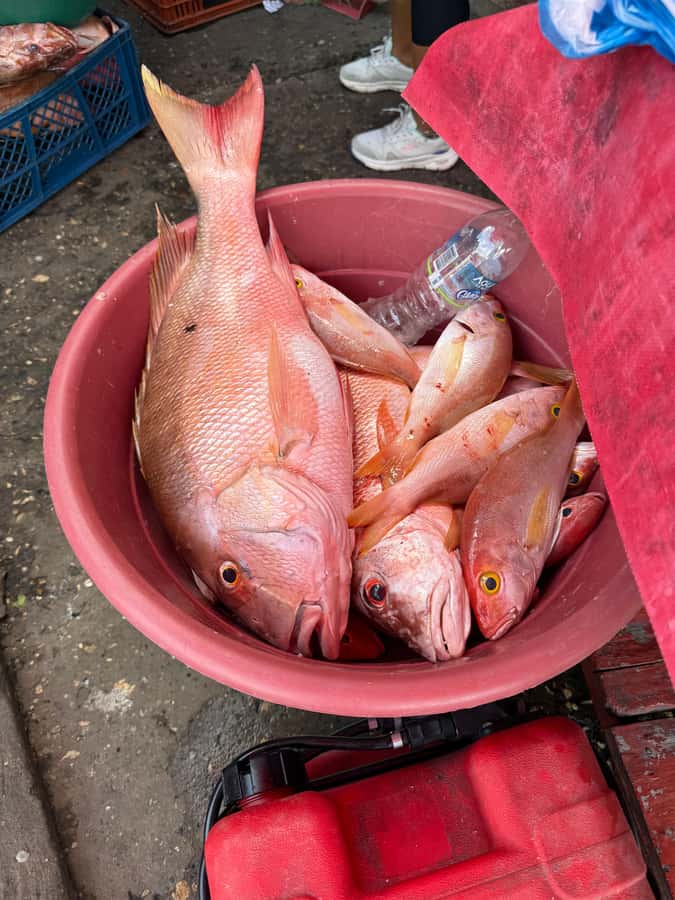 Get to know the real Cartagena: Bazurto Market gastronomic & cultural tour - The final 20 minutes for photos and a slower look