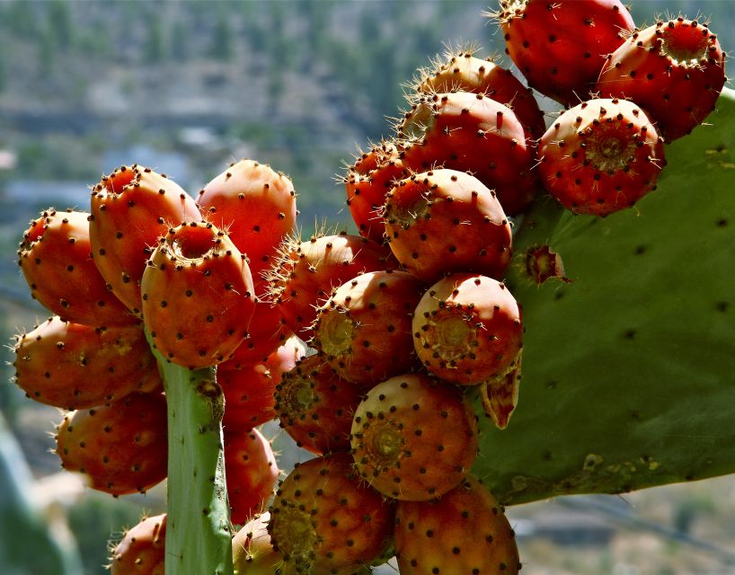 Gran Canaria: 6-Hour Teror and San Mateo Markets Tour - Why these two markets are worth your day