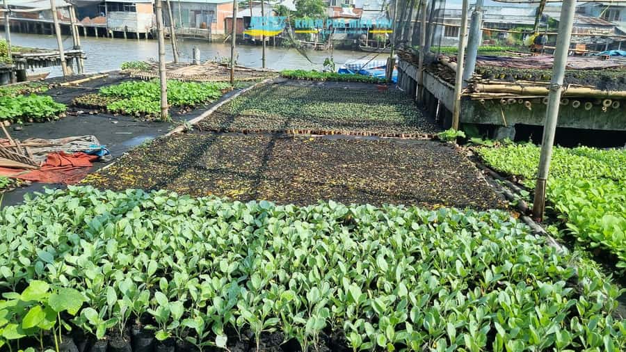 Group Tour: Floating Market, Rice Noodle, nursery vegatable - Learning the Hu Tieu noodle process