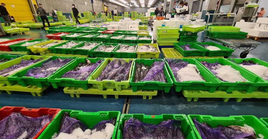 Guided visit to the Pasaia fish market - The fish auction is the main attraction