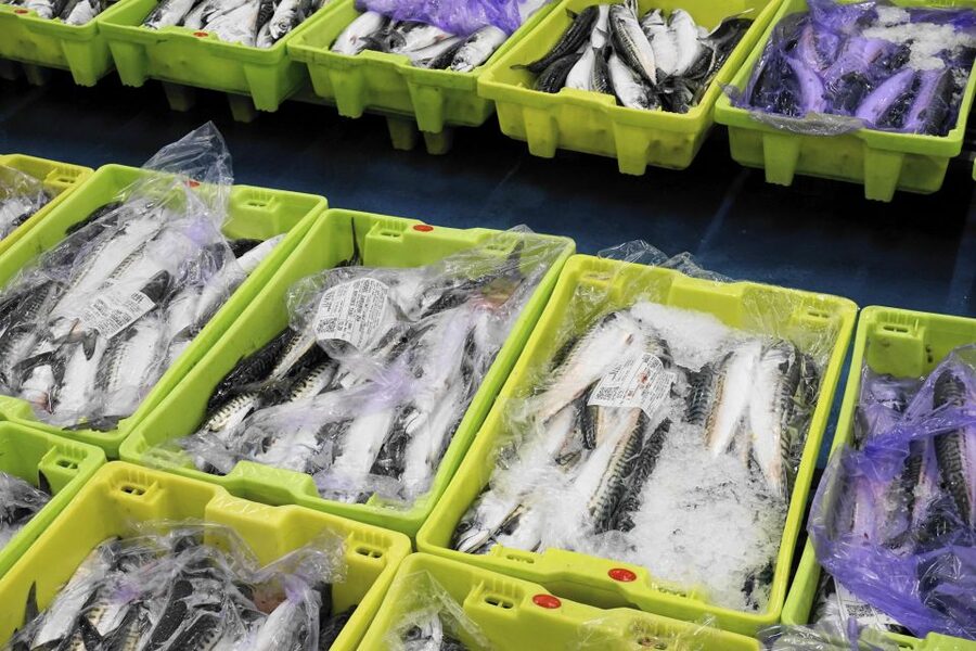 Guided visit to the Pasaia fish market - A close look at local fishing methods