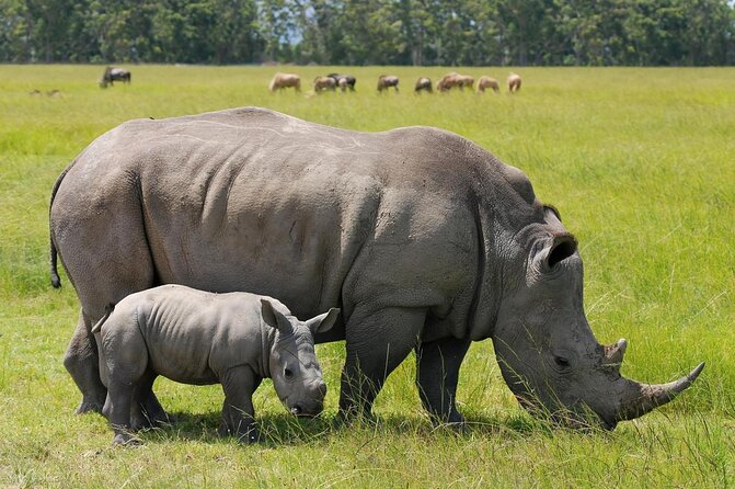 Half-Day Nairobi National Park and Maasai Market with Pick up - Key points at a glance