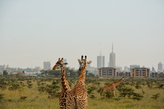 Half-Day Nairobi National Park and Maasai Market with Pick up - A safari park with Nairobi in the frame