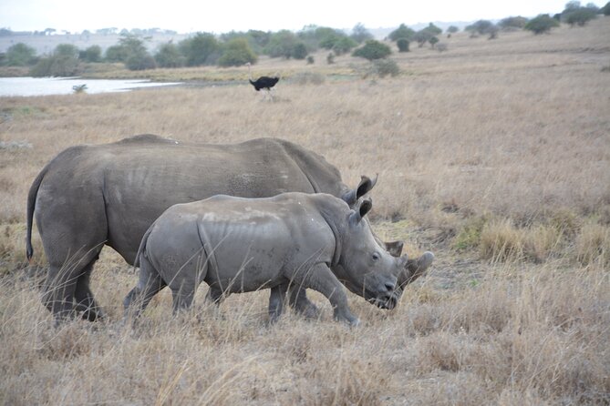 Half-Day Nairobi National Park and Maasai Market with Pick up - Why the open-roof Landcruiser matters