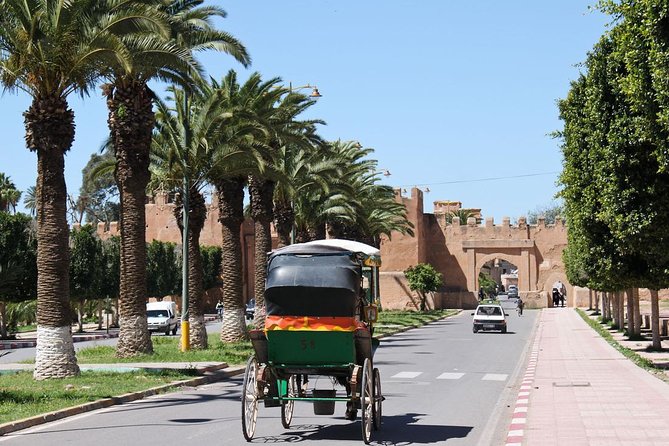 Half day tour : Agadir Goats in argan trees & Souk El Had Market - Goats above the roadside, a very Moroccan photo stop