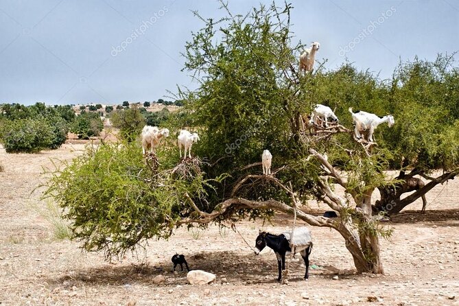 Half day tour : Agadir Goats in argan trees & Souk El Had Market - Comfortable transport beats a stressful self-drive