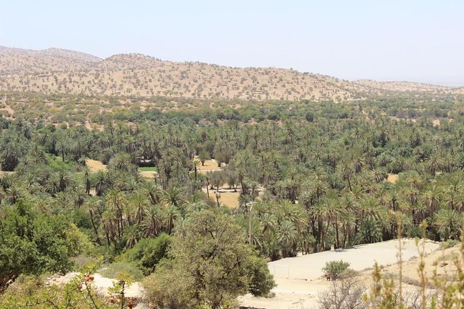 Half day tour : Agadir Goats in argan trees & Souk El Had Market - Is $41 good value in Agadir?