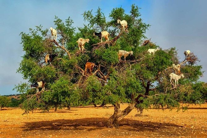 Half day tour : Agadir Goats in argan trees & Souk El Had Market - Souk El Had, Agadir’s practical shopping lesson