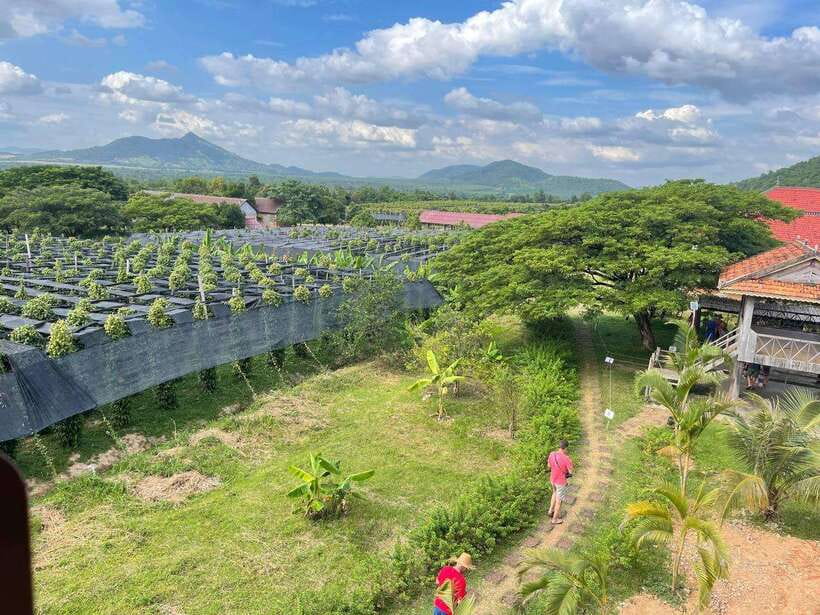 Kampot Pepper Farm, Salt Fields, Crab Market from Phnom Penh - Entering Phnom Chhngok Cave