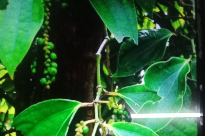 KAMPOT TRAVEL-Pepper farm. Cave.Secret lake-Crab market & Salt... - What the $23 price really covers