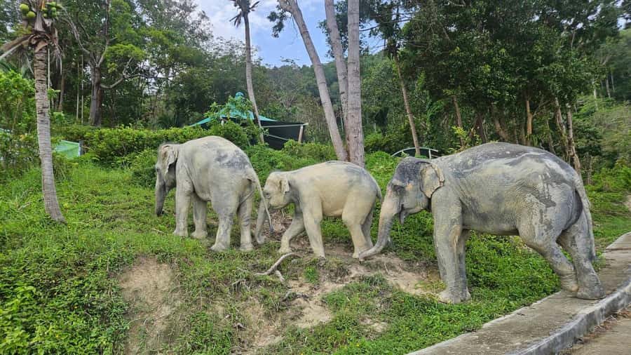 Khaolak Guide Tour to Sunday Market and Rescured Elephant - What the small group adds