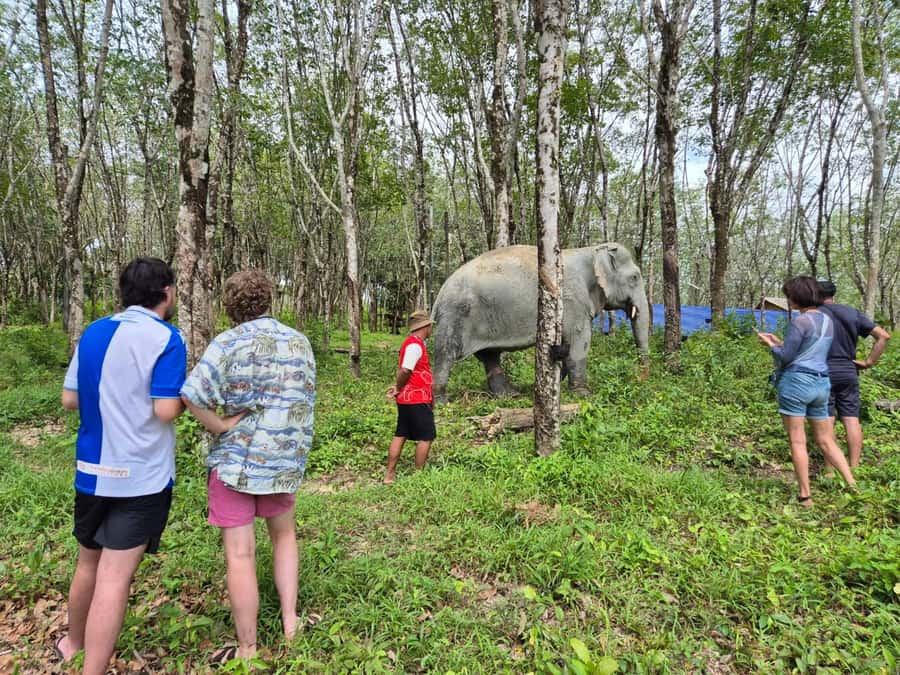 Khaolak Guide Tour to Sunday Market and Rescured Elephant - Who should book this excursion?