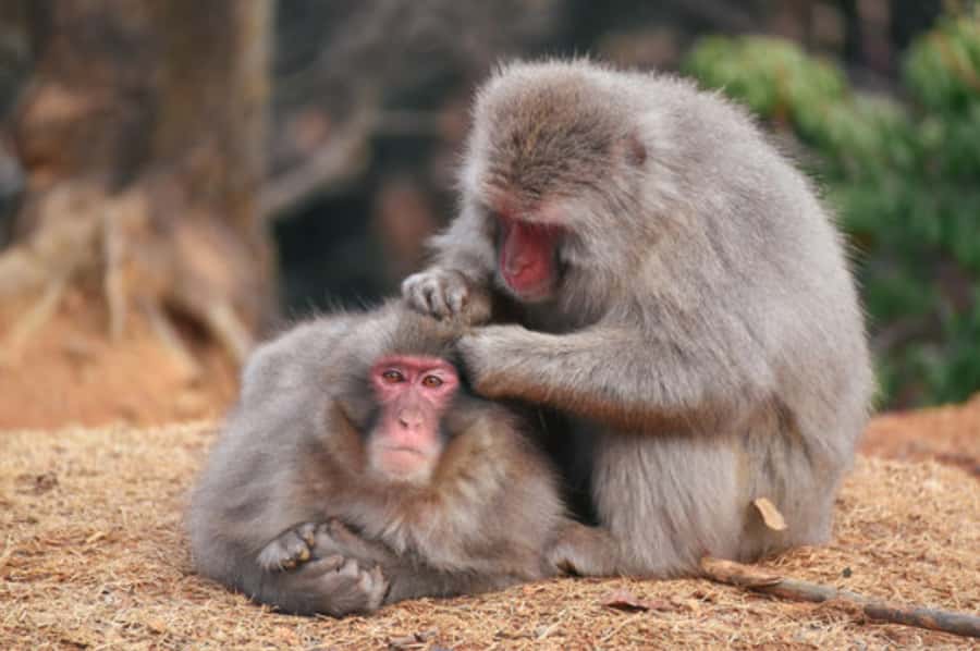 Kyoto: Arashiyama Unveiled Bamboo, Temple, Matcha, & Monkeys - Why this Arashiyama route works