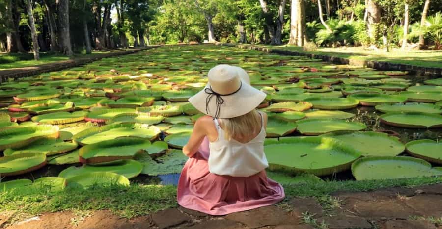 local Market,Botanical garden,Rum tasting & authentic Lunch - A full northern Mauritius day, from city streets to sugar estates