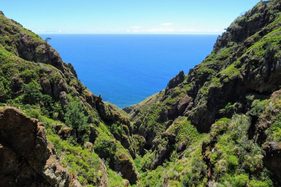 Madeira : Santo de Serra Local Farmers' Market half day trip - Who will enjoy this Madeira half-day trip