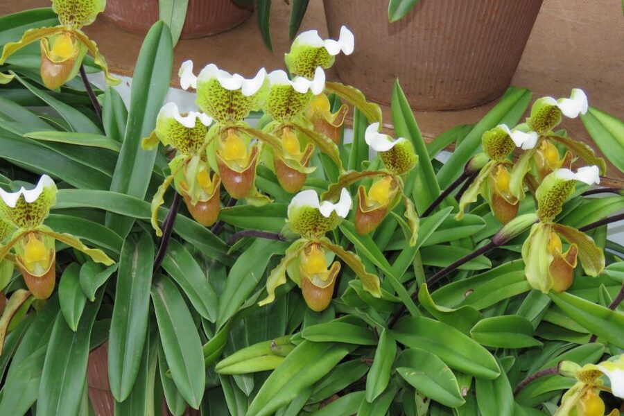 Madeira : Santo de Serra Local Farmers' Market half day trip - Practical tips for a smoother outing