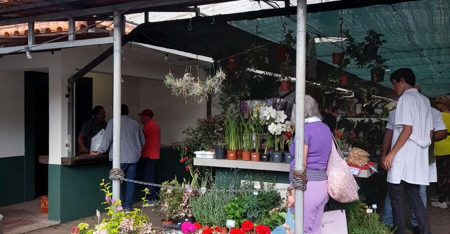 Madeira: Sunday Market in Santo da Serra - Key points to know