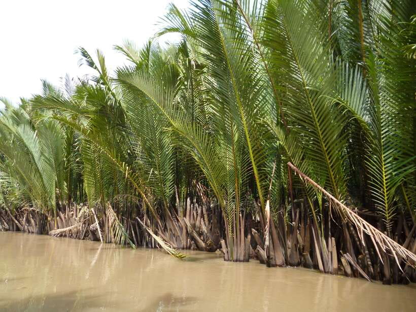 Mekong Day Tour by Car:Cai Be market, Local Island & Cycling - Fruit, music, and a local house
