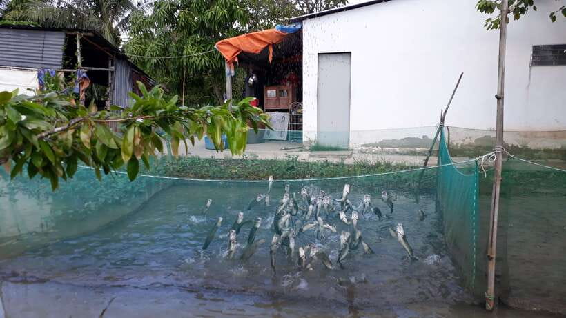 Mekong Day Tour by Car:Cai Be market, Local Island & Cycling - Noon lunch at a garden house
