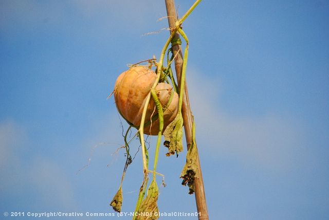 Mekong tour: Cai Be - Can Tho Floating Market 2 days - Local lunch and the move to Can Tho