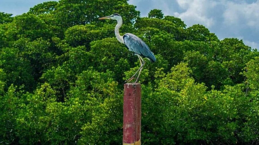 Negombo Private Tour: Market, Temples & Canal - Is $19 per person good value?