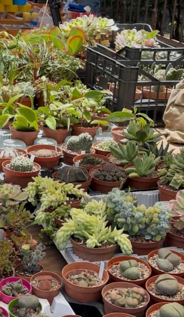 Palermo: Sunday Markets Walk with sweet break - Ballarò brings food, voices, and neighborhood color