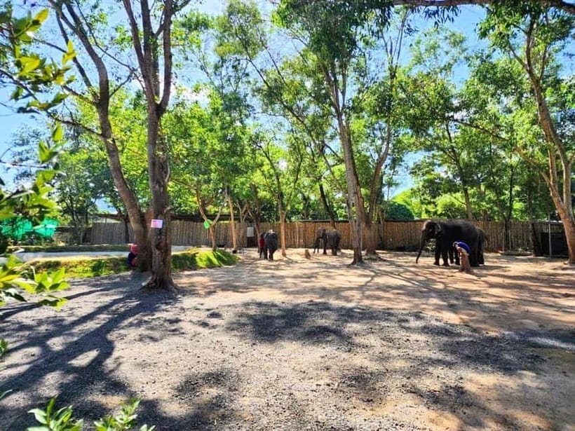 Phuket City Tour with Night Market Visit & Elephant Feeding - Transport, guides, and daily comfort